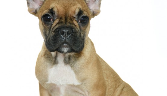 Tiere