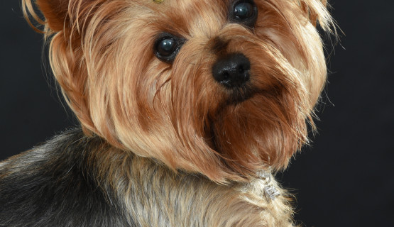 Tiere