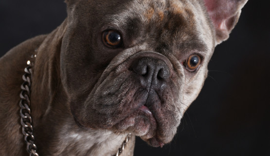 Hunde