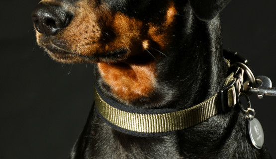 Hunde