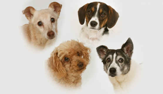 Hunde