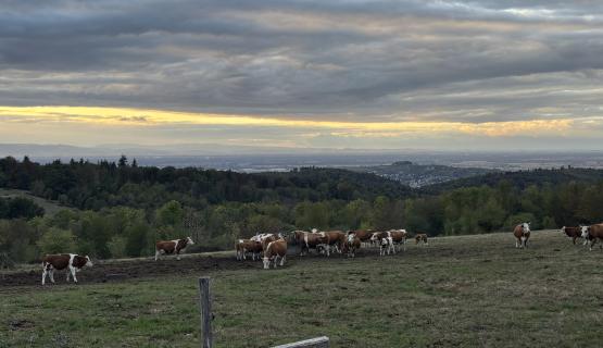 Unsere Tiere