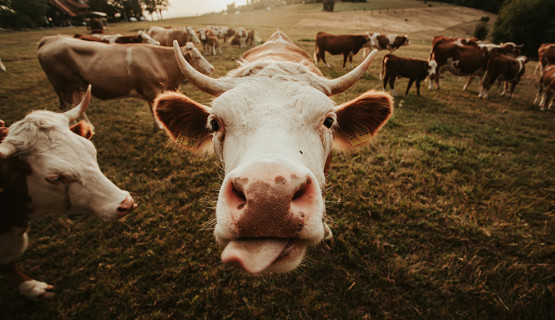 Unsere Tiere