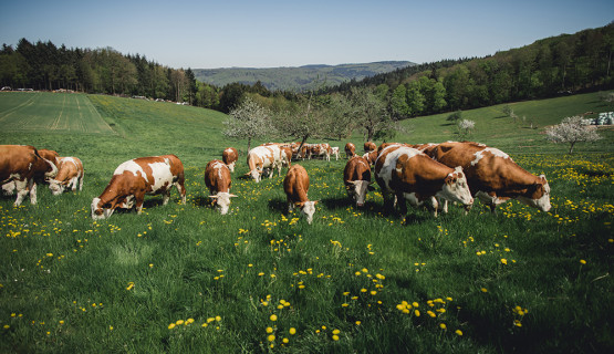 Unsere Tiere