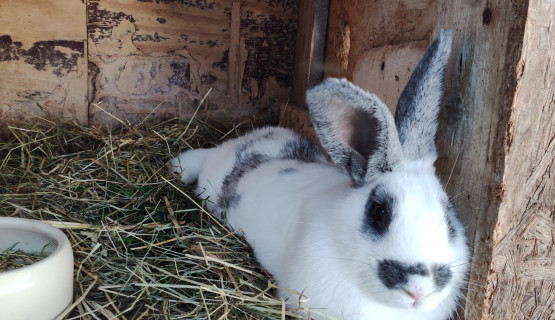Unsere Tiere