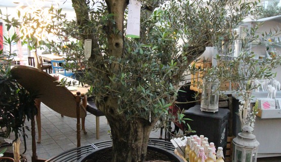 Gastrobereich - s&acute;Blumeh&auml;fele - Caf&eacute;