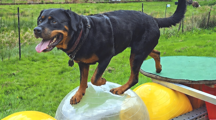 Neuer Erlebnispark f&uuml;r Hunde mit 50 Stationen &ndash; &bdquo;PfotenSpass Wolfach&ldquo; lockt Besucher aus ganz Baden
