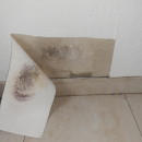 Schimmelbefall in der Wohnung